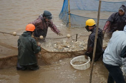 珠海金灣區(qū)黃鰭鯛滯銷問題緩解，內(nèi)陸水產(chǎn)養(yǎng)殖銷售助力市場回暖