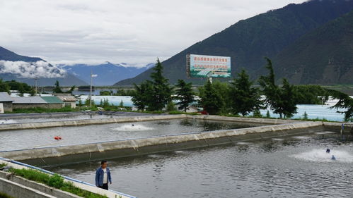 高原魚蝦游進(jìn)尋常百姓家 珠海援藏力量填補西藏水產(chǎn)養(yǎng)殖產(chǎn)業(yè)化空白