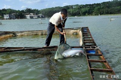 日本核污水入海沖擊全球水產(chǎn)，內(nèi)陸水產(chǎn)養(yǎng)殖或?qū)⒂瓉頇C遇與挑戰(zhàn)