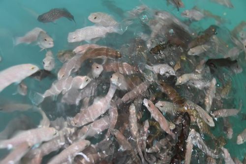 技術驅(qū)動未來 海璟水產(chǎn)以創(chuàng)新引領內(nèi)陸可持續(xù)水產(chǎn)養(yǎng)殖新潮流