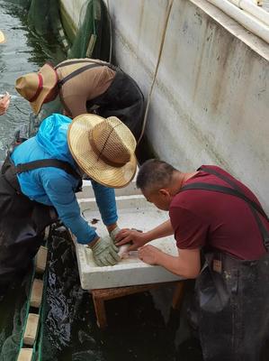 內(nèi)陸水產(chǎn)養(yǎng)殖新突破 省海洋與水產(chǎn)科學研究院成功實現(xiàn)加州鱸魚規(guī)模化繁育