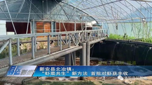 蝦菜共生 內(nèi)陸水產(chǎn)養(yǎng)殖與無土栽培的完美牽手，實現(xiàn)年產(chǎn)值7000萬元雙豐收