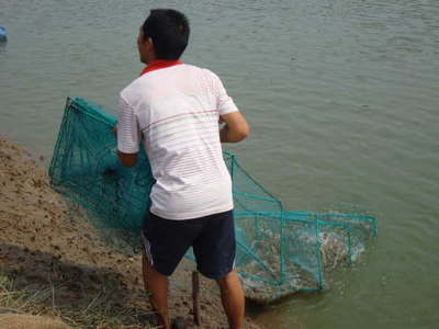 湖南常德澧縣 內(nèi)陸轉(zhuǎn)型結碩果，南美白對蝦養(yǎng)殖已成特色產(chǎn)業(yè)